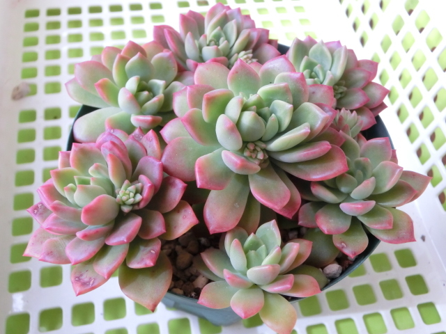 多肉植物 セデベリア マッコス 可愛く紅葉 カット 観葉植物 売買されたオークション情報 Yahooの商品情報をアーカイブ公開 オークファン Aucfan Com