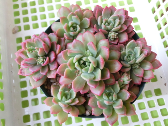 多肉植物 セデベリア マッコス 可愛く紅葉 カット 観葉植物 売買されたオークション情報 Yahooの商品情報をアーカイブ公開 オークファン Aucfan Com