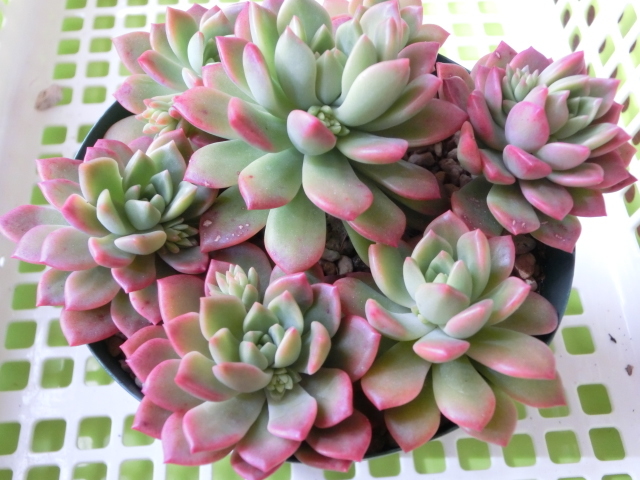 多肉植物 セデベリア マッコス 可愛く紅葉 カット 観葉植物 売買されたオークション情報 Yahooの商品情報をアーカイブ公開 オークファン Aucfan Com