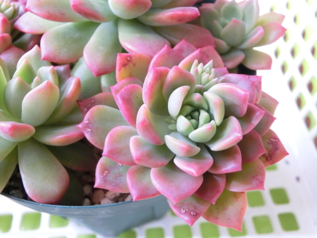 多肉植物 セデベリア マッコス 可愛く紅葉 カット 観葉植物 売買されたオークション情報 Yahooの商品情報をアーカイブ公開 オークファン Aucfan Com