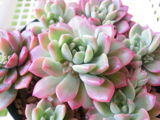 多肉植物 セデベリア マッコス 可愛く紅葉 カット 観葉植物 売買されたオークション情報 Yahooの商品情報をアーカイブ公開 オークファン Aucfan Com