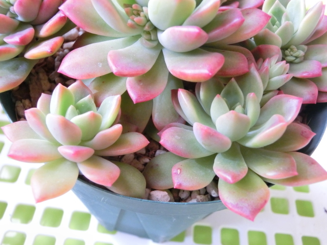 多肉植物 セデベリア マッコス 可愛く紅葉 カット 観葉植物 売買されたオークション情報 Yahooの商品情報をアーカイブ公開 オークファン Aucfan Com