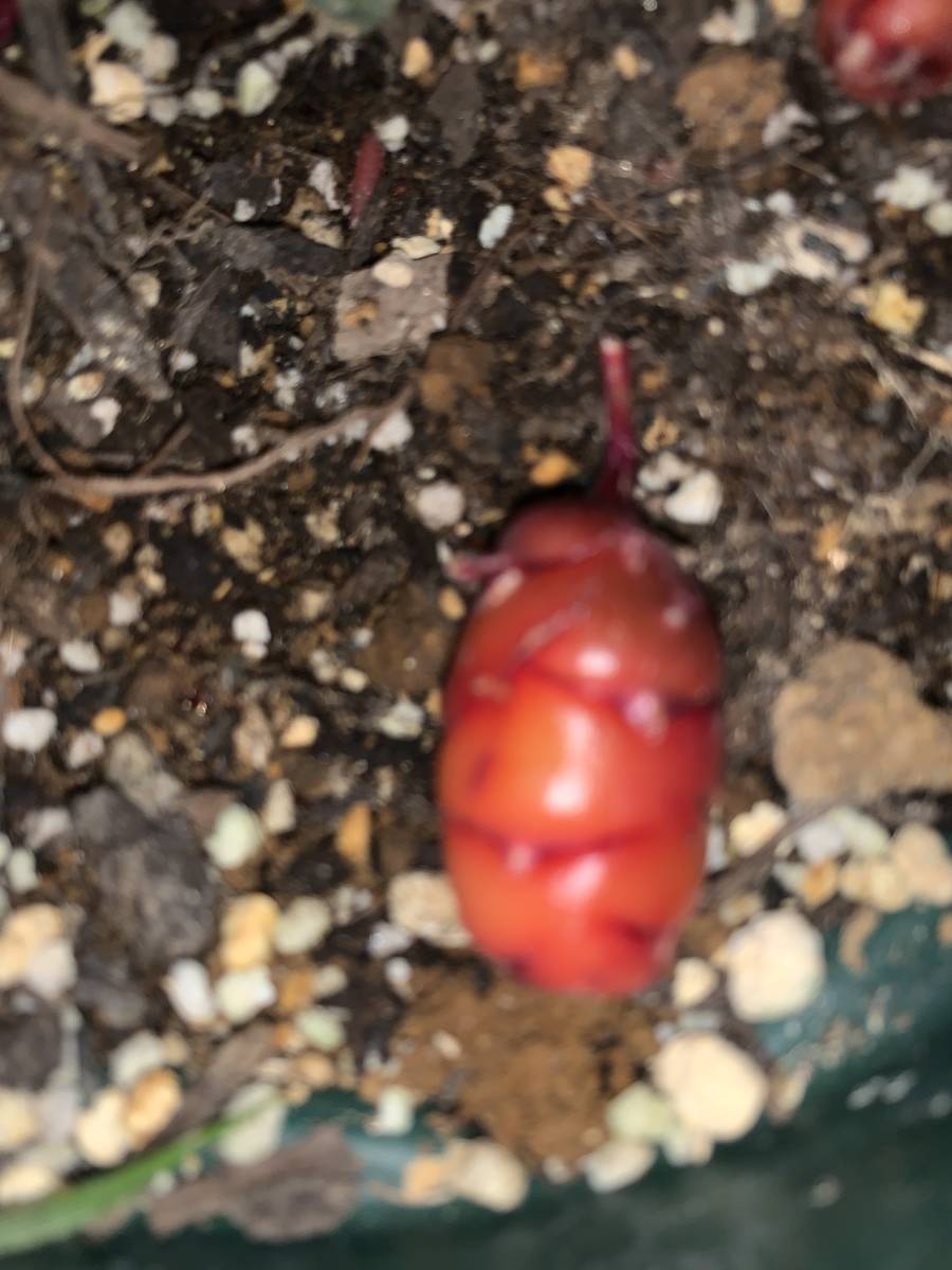 オキザリス ツベローサ 大球 カタバミ 観葉植物 山野草 一応食用 アマリリス ネリネ アグラオネマ ピクタム アンデスカタバミ芋 その他 売買されたオークション情報 Yahooの商品情報をアーカイブ公開 オークファン Aucfan Com