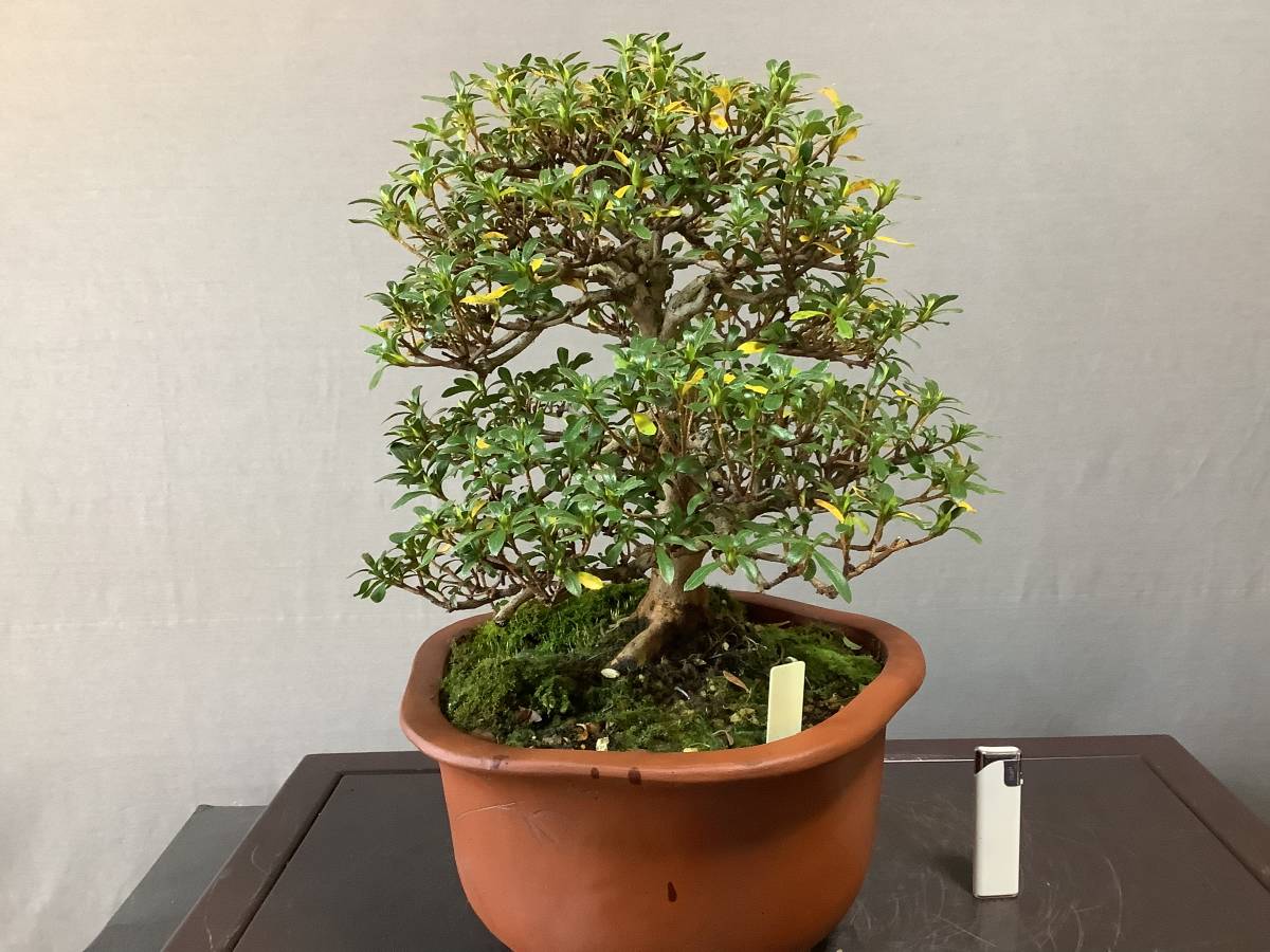 さつき倶楽部 皐月 盆栽 特選高級小品盆栽 千羽鶴 品種 皐月 さつき 売買されたオークション情報 Yahooの商品情報をアーカイブ公開 オークファン Aucfan Com