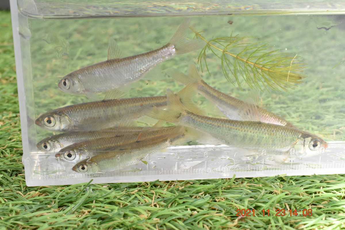 オイカワ10匹 カマツカ2匹 清流に棲む魚達 日本淡水魚 川魚 丁寧梱包発泡スチロール発送 どじょう 売買されたオークション情報 Yahooの商品情報をアーカイブ公開 オークファン Aucfan Com