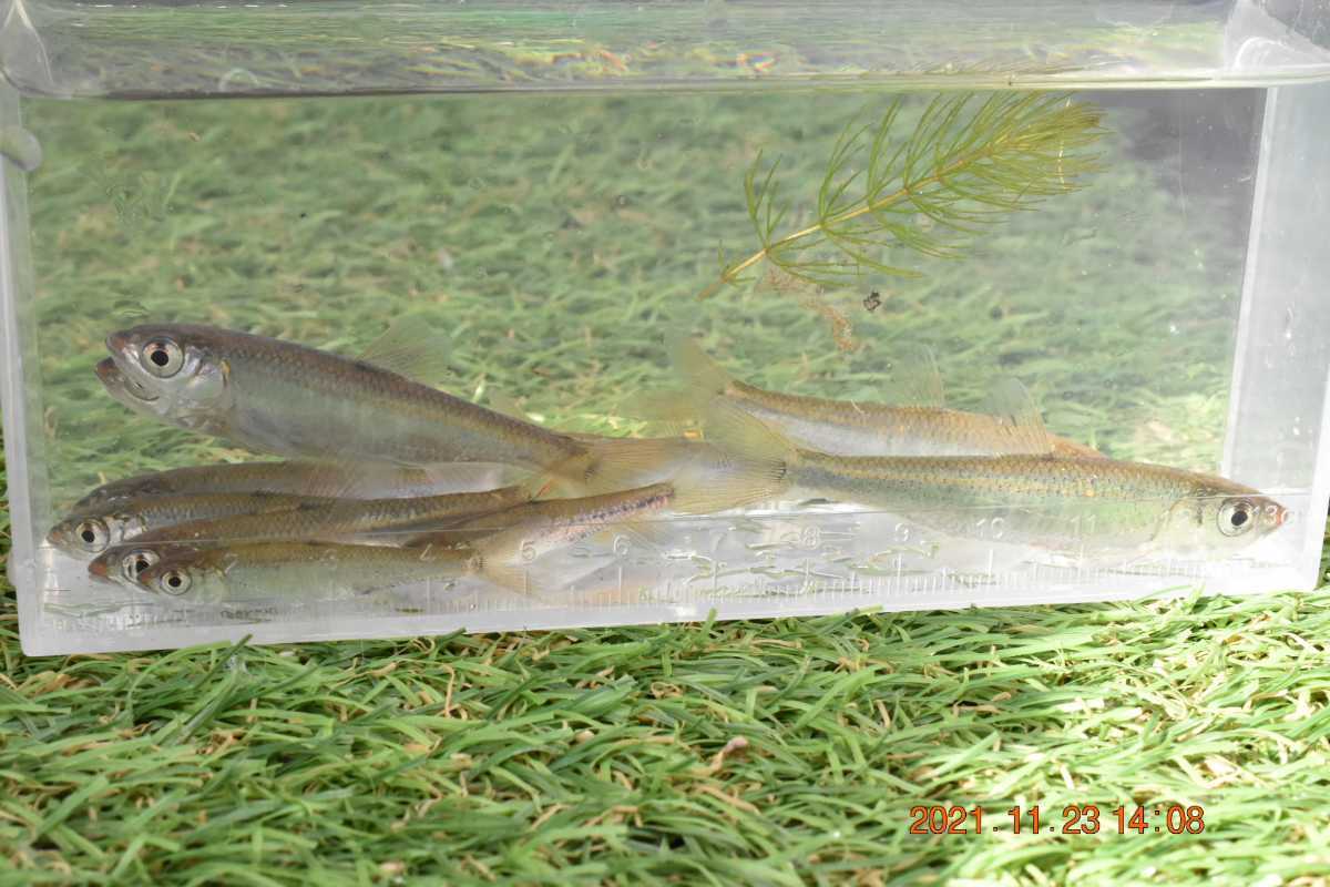 オイカワ10匹 カマツカ2匹 清流に棲む魚達 日本淡水魚 川魚 丁寧梱包発泡スチロール発送 どじょう 売買されたオークション情報 Yahooの商品情報をアーカイブ公開 オークファン Aucfan Com