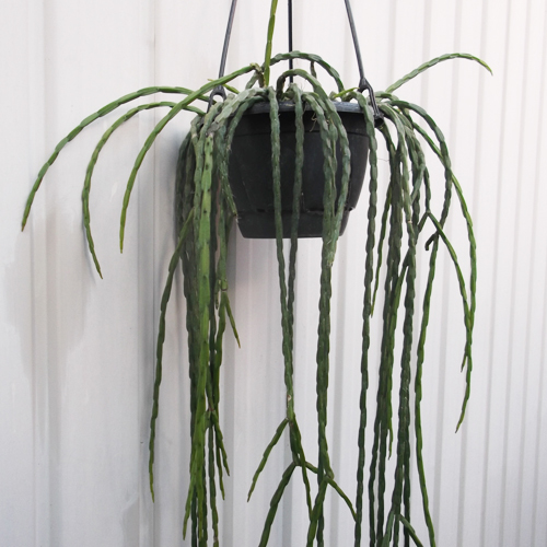 100%新品，大人気 リプサリス パラドクサ 吊り Rhipsalis paradoxa 玉柳 ５号 90cm 写真の現物をお送りします(サボテン)｜売買されたオークション情報、yahooの商品情報をアーカイブ公開 - オークファン サボテン