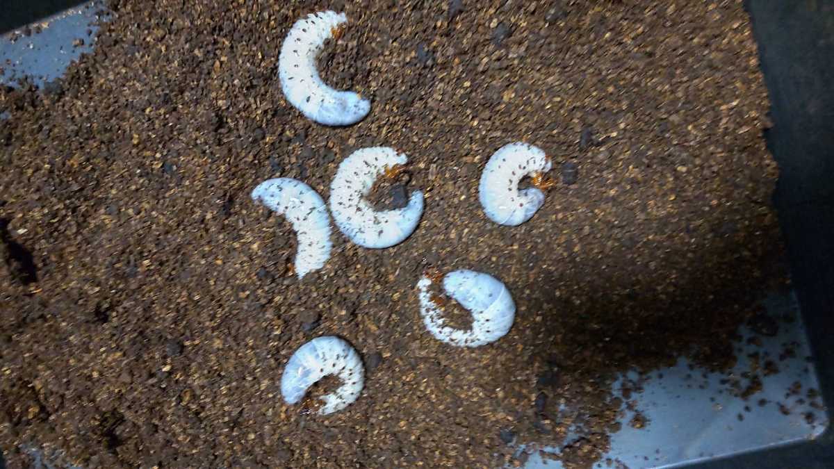 ヘラクレスオオカブト 幼虫20匹②♂156.2♀74.5