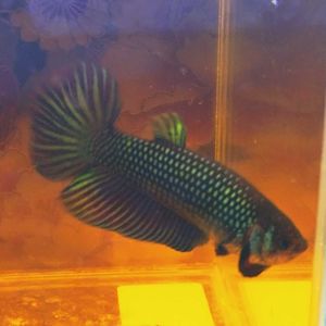 人気第6位 エビオドリ ワイルドベタ ターコイズドラゴンtype Sb オスメスペア バルンガン産 送料無料 週間ランキング１位獲得 Haisha Co Jp