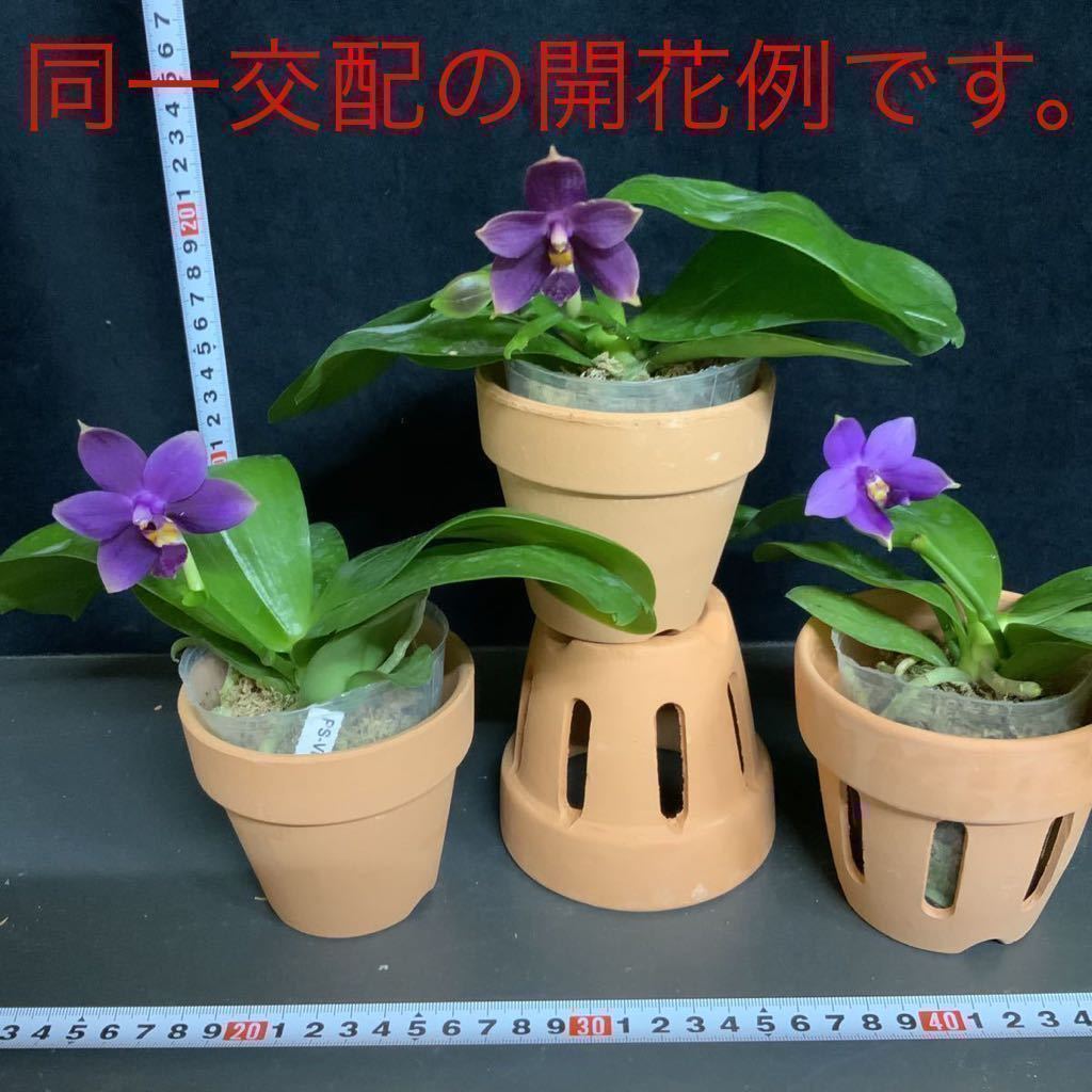 洋蘭原種 39 胡蝶蘭 ビオラセア インディゴ ブルー のシブリング ニューシリーズ 芳香あり 訳あり とうとう ラン 売買されたオークション情報 Yahooの商品情報をアーカイブ公開 オークファン Aucfan Com