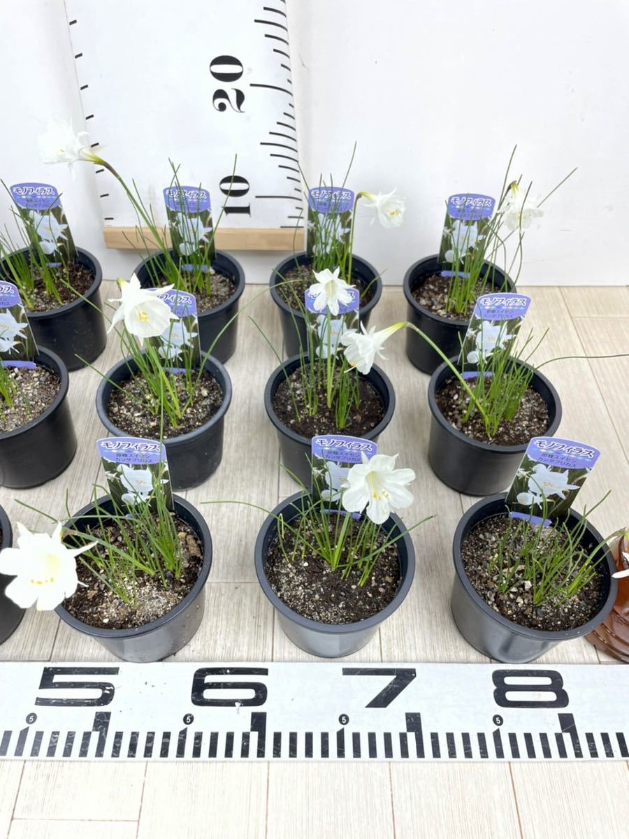 水仙 原種スイセン カンタブリカス モノフィラス 15鉢セット 3 5号鉢 現品 苗 売買されたオークション情報 Yahooの商品情報をアーカイブ公開 オークファン Aucfan Com