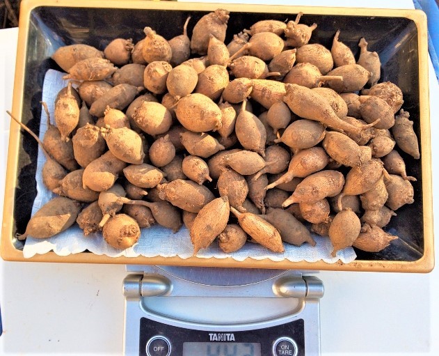 アピオス食べ頃 中 実のみ３８０ｇ ２２００円 泥付き 種にも可 農薬不使用 病みつきの旨さ 花も実も楽しめ栄養価高し 野菜 売買されたオークション情報 Yahooの商品情報をアーカイブ公開 オークファン Aucfan Com