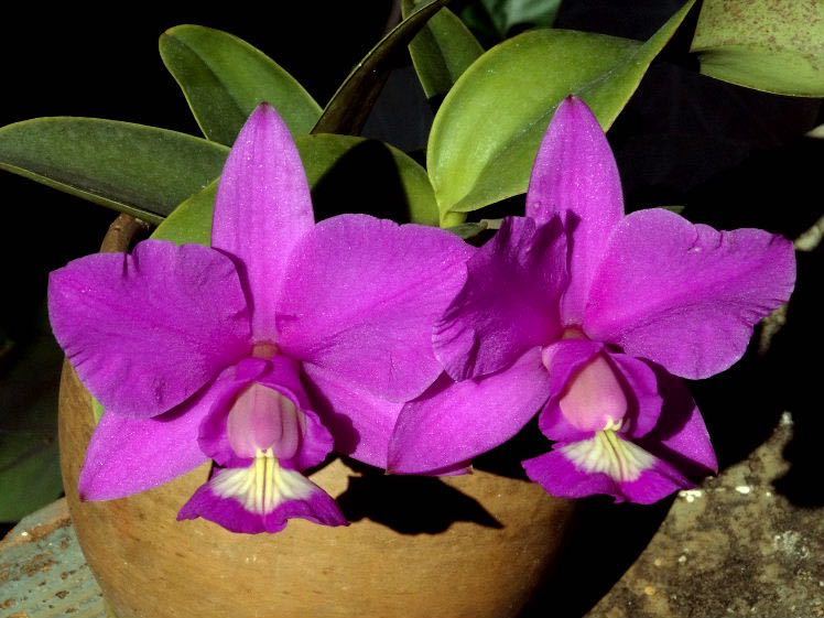  洋蘭原種 Cattleya nobilior sublime x Lori 中サイズ(ラン)｜売買されたオークション情報、yahooの商品情報をアーカイブ公開 - オークファン ラン