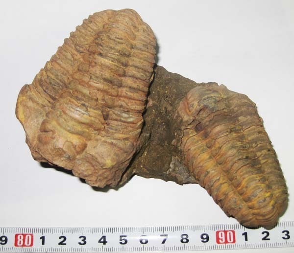 モロッコ産出　三葉虫　odontochi li sp（デボン紀中期）化石標本 モロッコ産出 三葉虫 odontochi li sp（デボン紀中期）化石標本 三葉虫