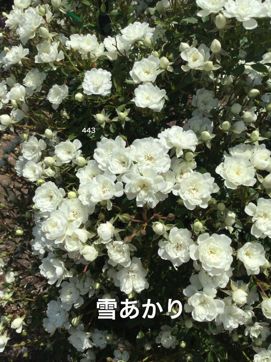 バラ苗 雪あかり 白いつるバラ バラ 売買されたオークション情報 Yahooの商品情報をアーカイブ公開 オークファン Aucfan Com