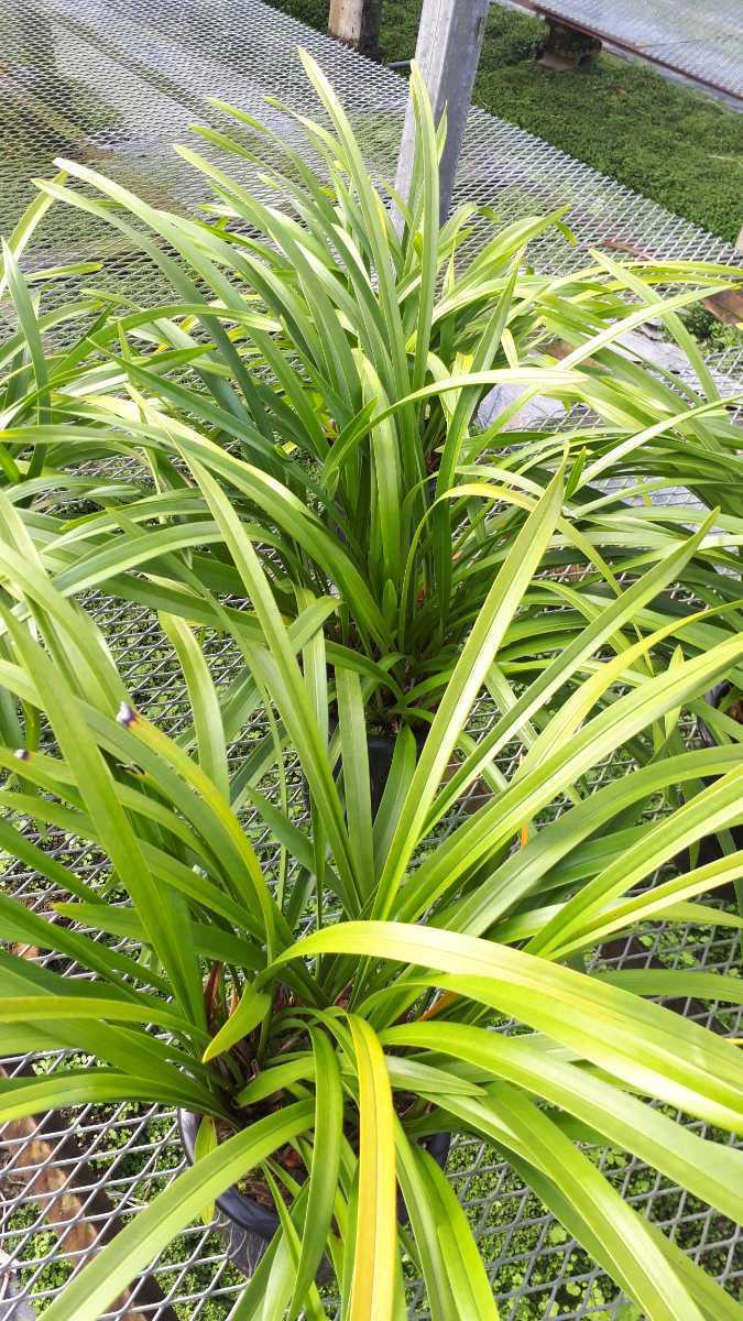 花芽10個〕5鉢セット。金稜辺（キンリョウヘン）蜜蜂誘引蘭。農園直送