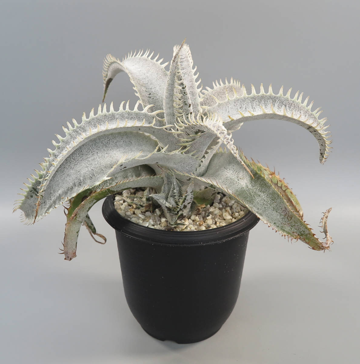 41. ディッキア ☆ Dyckia T-Rex Original Clone ex Vichit Thanduan
