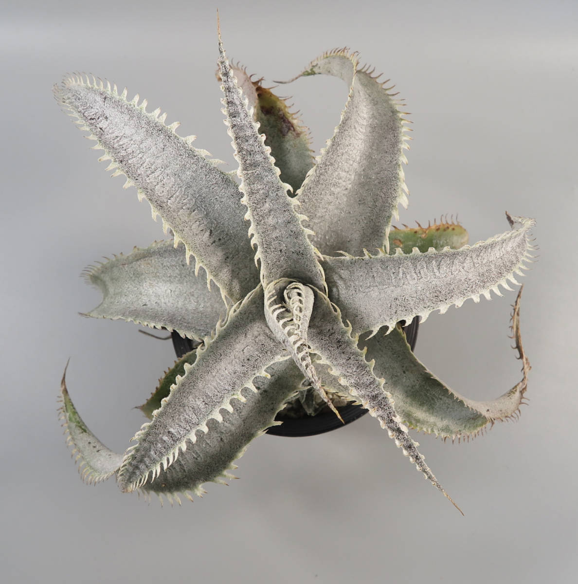 41. ディッキア ☆ Dyckia T-Rex Original Clone ex Vichit Thanduan