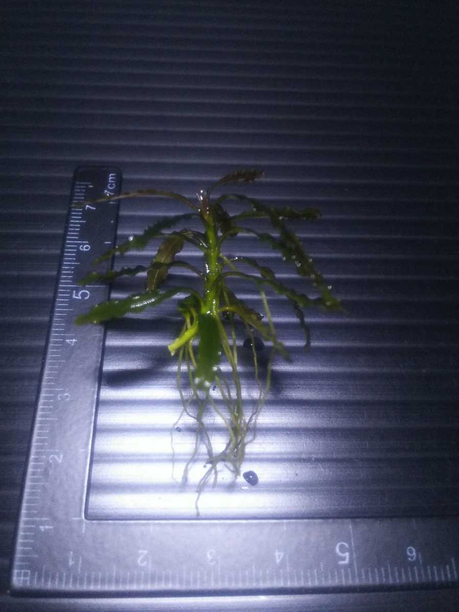 株分け子株 インボイス ブセファランドラsp カユラピス 水中株 Bucephalandra Sp Kayu Lapis 熱帯植物 水草 送料第4種73円 水草 売買されたオークション情報 Yahooの商品情報をアーカイブ公開 オークファン Aucfan Com 株分け子株 インボイス ブセファランドラsp カユラピス 水中株 Bucephalandra Sp Kayu Lapis 熱帯植物 水草 送料第4種73円 水草 売買されたオークション情報 Yahooの商品情報をアーカイブ公開 オークファン Aucfan Com