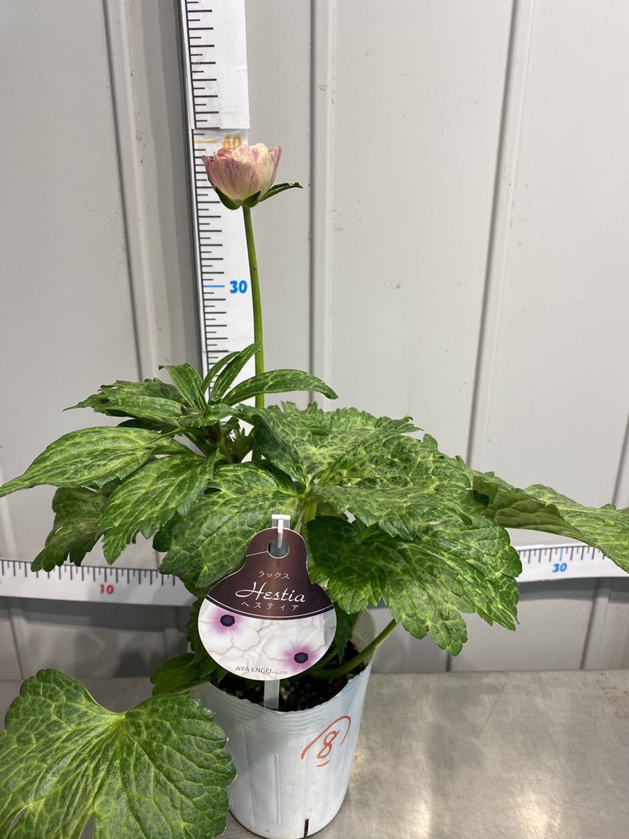 まとめて取引 ラナンキュラス ラックス No 8 ヘスティア 3 5号ロングポット苗 その他 売買されたオークション情報 Yahooの商品情報をアーカイブ公開 オークファン Aucfan Com