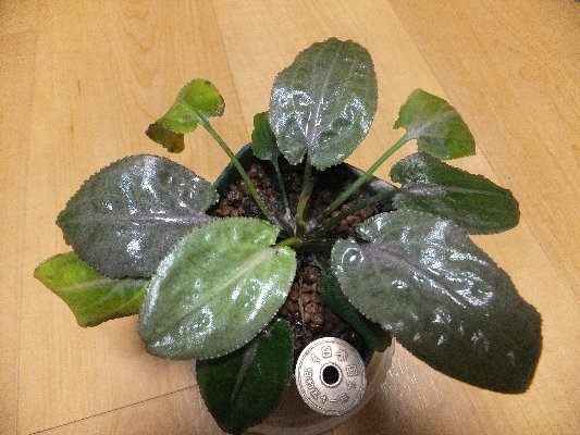 人気，100%新品 クリプトコリネ 旧ボグネリ matsugama 産増殖株(クリプトコリネ)｜売買されたオークション情報、yahooの商品情報をアーカイブ公開 - オークファン クリプトコリネ