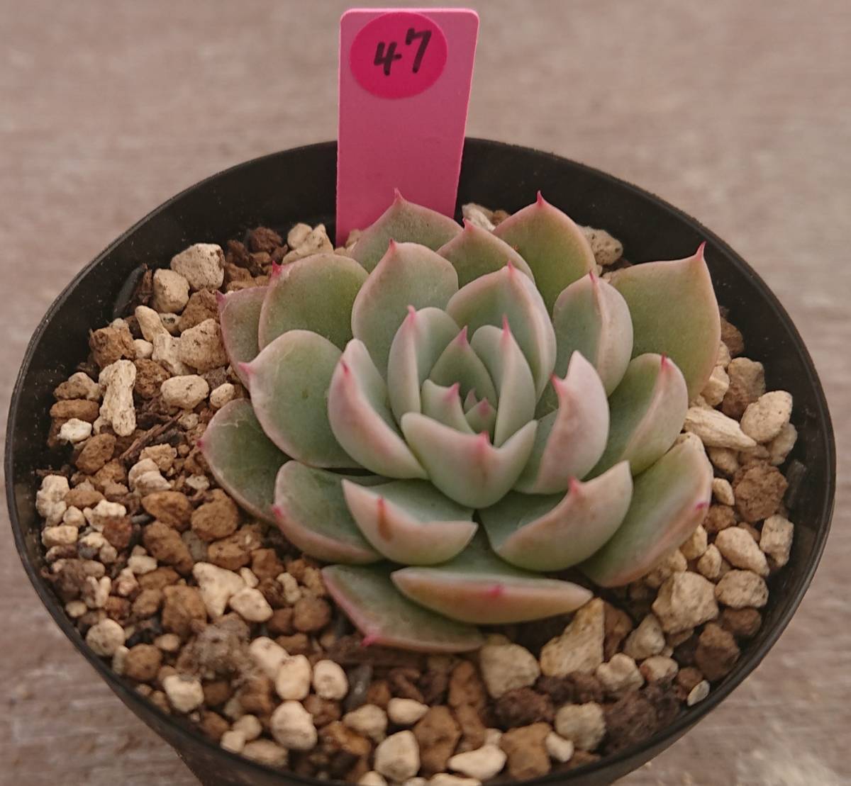 花月夜xそわそわ おらいさん苗 エケベリア 多肉植物 その他 売買されたオークション情報 Yahooの商品情報をアーカイブ公開 オークファン Aucfan Com