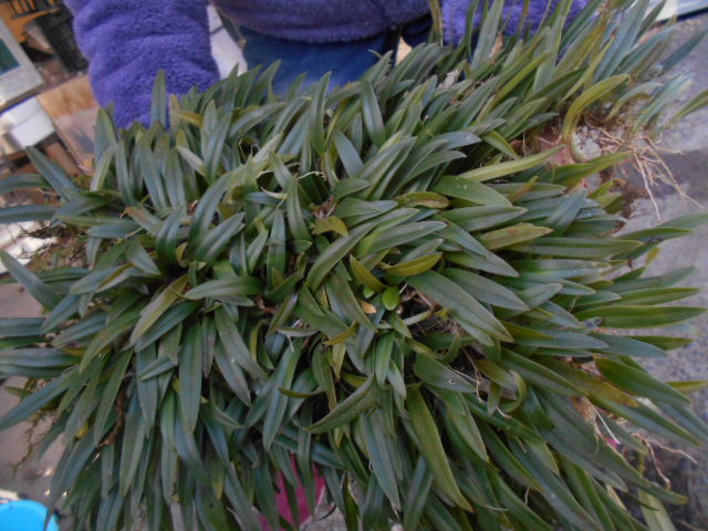 ☆洋蘭原種☆カトレアC.gaskelliana semialba 'Hanza' (OG)原産地由来