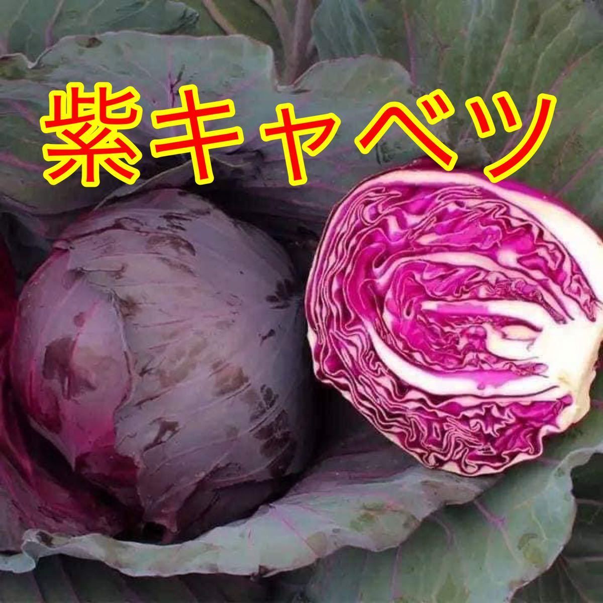 紫キャベツの値段と価格推移は 7件の売買情報を集計した紫キャベツの価格や価値の推移データを公開