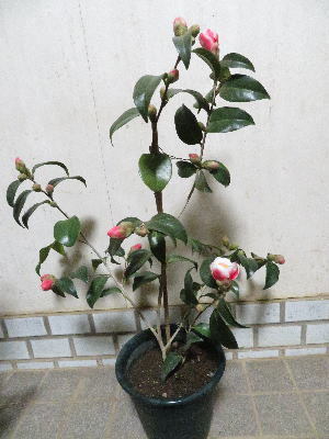 - 玉之浦 白覆輪の五島の銘椿、紅白に咲きました！ 村内伸弘のブログ 椿 | &frasl; 玉之浦・たまのうら 椿心 ☆銘花椿☆超 実生椿玉之浦を鉢上げし、鉢植え観葉植物に 椿園オンラインショップ 玉之浦［こだわりの前田ナーセリー苗］｜花木04-PA 4号 ツバキ 樹高