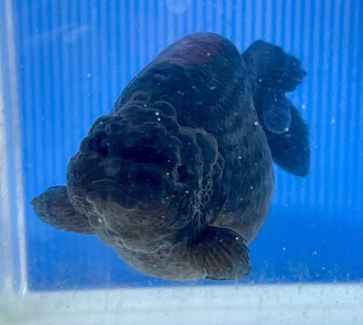 金魚 のオタマ黒らんちゅう明け弐歳11 前後 その他 売買されたオークション情報 Yahooの商品情報をアーカイブ公開 オークファン Aucfan Com 金魚 のオタマ黒らんちゅう明け弐歳11 前後 その他 売買されたオークション情報 Yahooの商品情報をアーカイブ公開 オークファン Aucfan Com