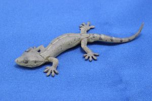 ♯Gti10HO ネイチャーテクニカラーMONOトカゲヤモリマグネット8種 新