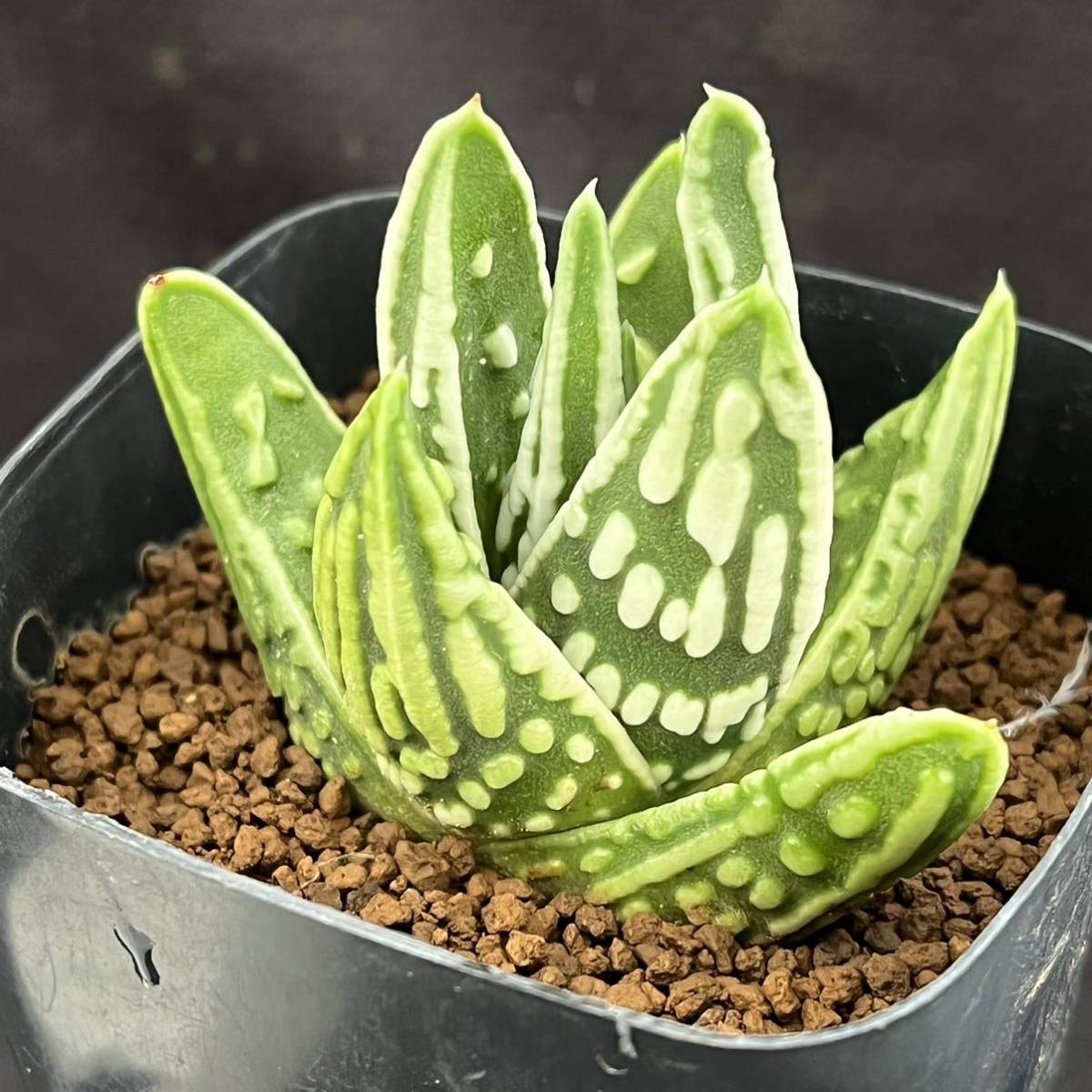 ☆サボテン・多肉植物☆855☆天使の泪 Astroworthia skinneri