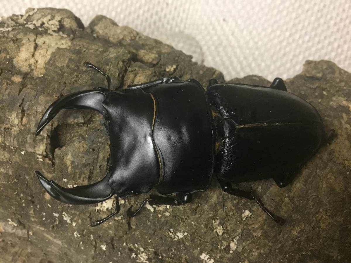 Yahoo!オークション オオクワガタ | - 奈良輪川西ちなみ血統 ♂71mm 