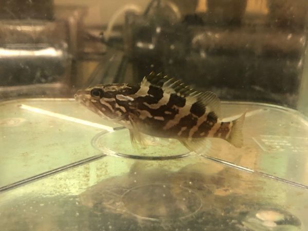 海水魚・近海産ハタの飼育 クエを飼ってみよう！！（クエの飼育 クエ 