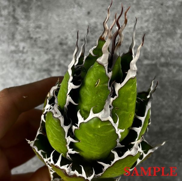 P5956】【特選強棘 ボール株！！】アガベ ホリダ 強棘 Agave horrida