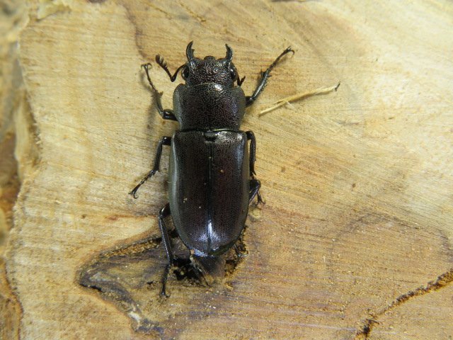 NO6 メタリフェルホソアカクワガタ ♂56ミリ♀21ミリ・(タリアブ