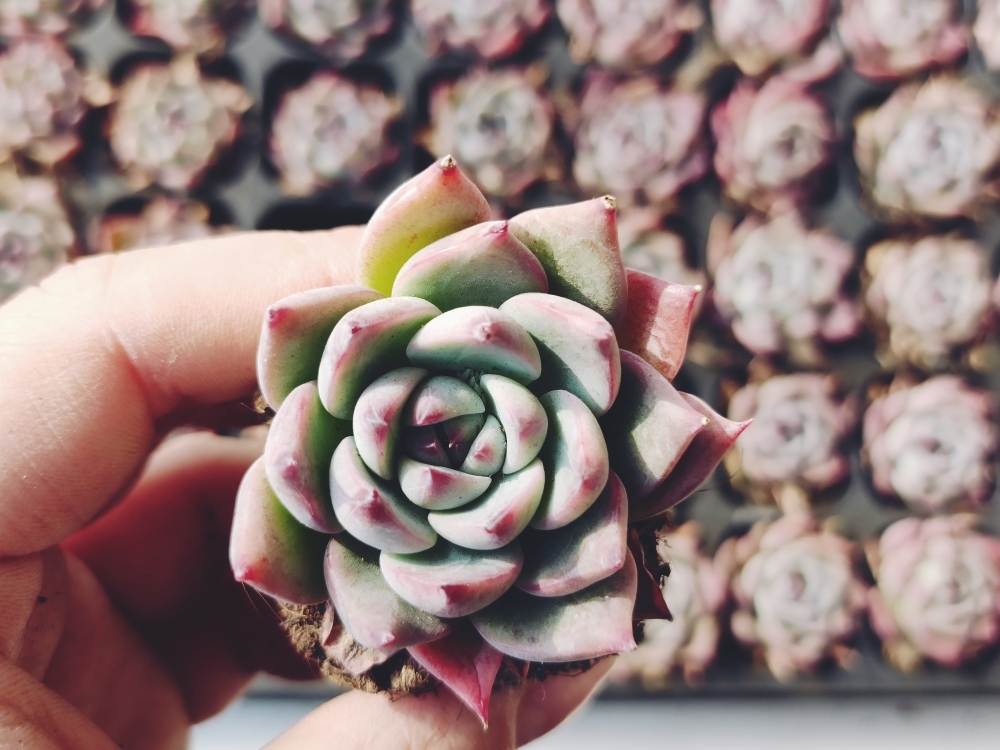 安い，2025 大 多肉植物 エケベリア 小さい苗X067Echeveria 水蜜桃50個(サボテン)｜売買されたオークション情報、yahooの商品情報をアーカイブ公開 - オークファン サボテン