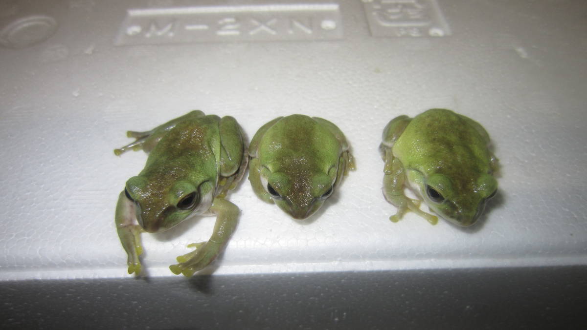 モリアオガエル３匹 ゴールドマダラ模様の親 幼体 国内繁殖 選別落ちno ４９ カエル 売買されたオークション情報 Yahooの商品情報をアーカイブ公開 オークファン Aucfan Com