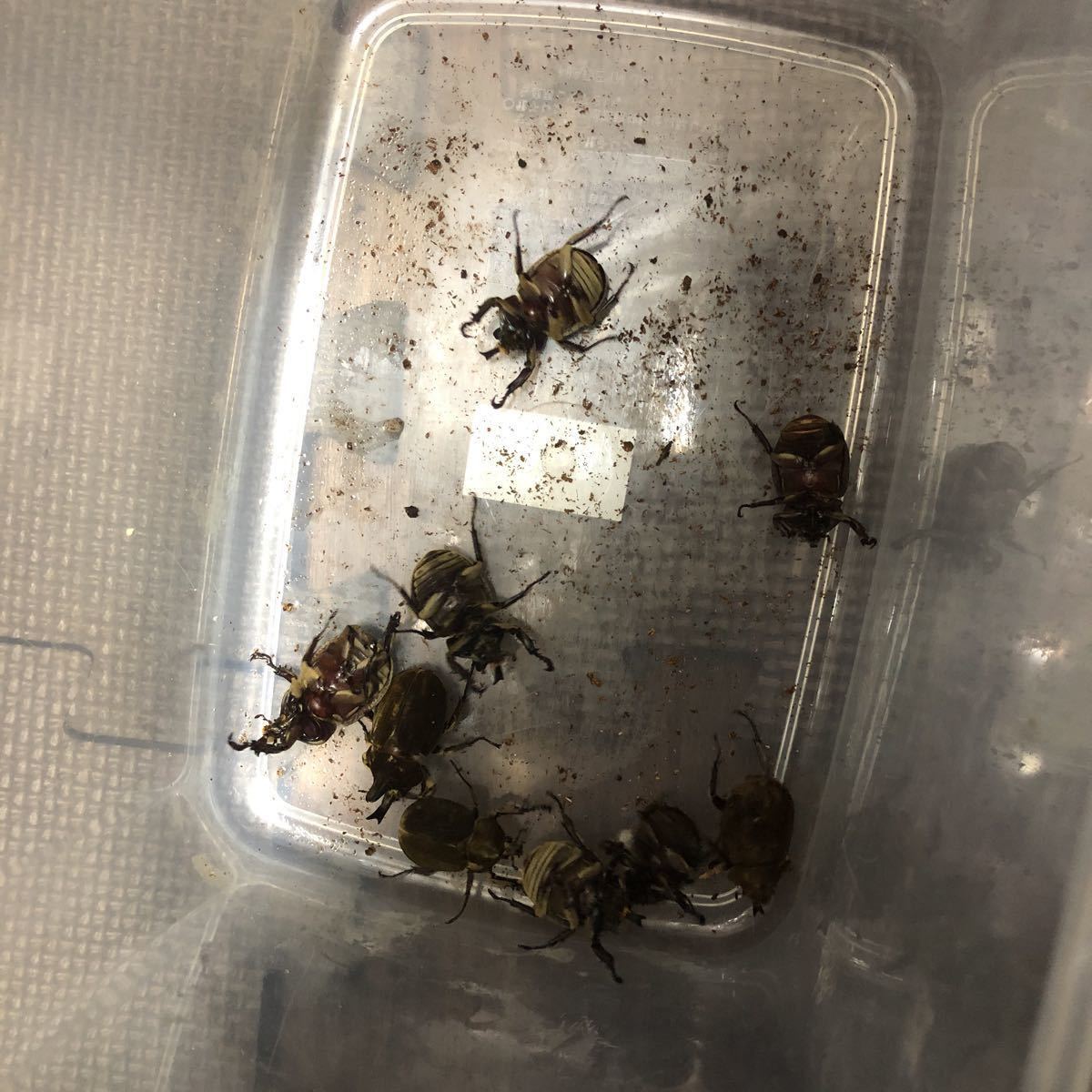ベルティペスコフキヒナカブト　　ベルティペスビロードヒナカブト　新生虫　自力ハッチ　♂♀♀