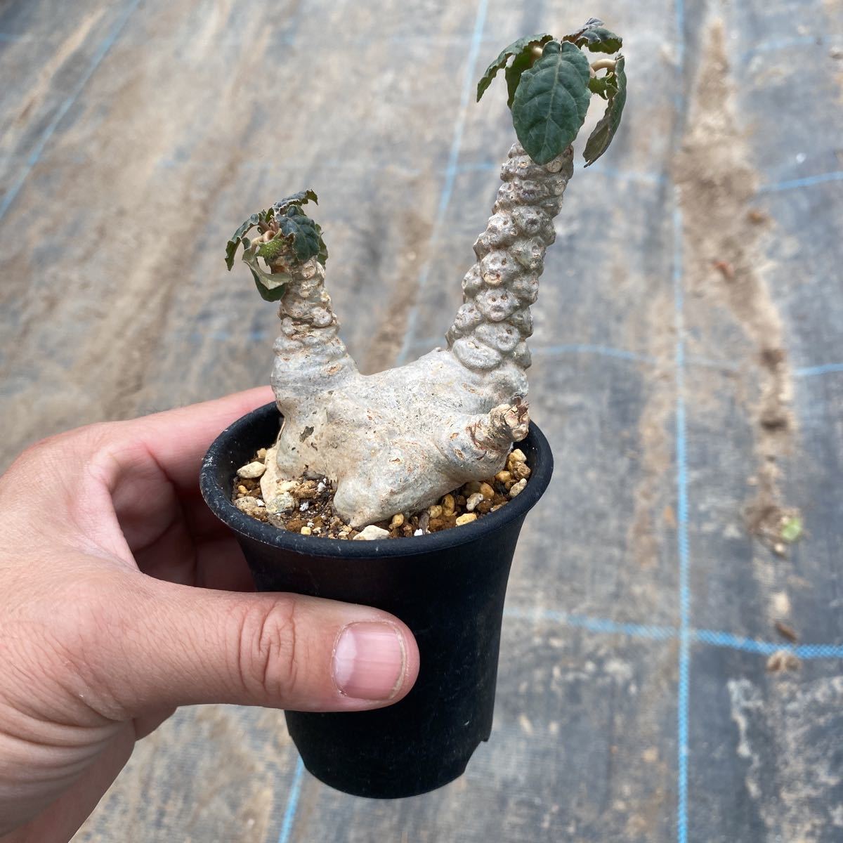 ドルステニア フォエチダ 面白い形 観葉植物 売買されたオークション情報 Yahooの商品情報をアーカイブ公開 オークファン Aucfan Com