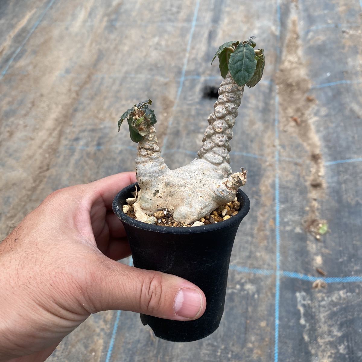 ドルステニア フォエチダ 面白い形 観葉植物 売買されたオークション情報 Yahooの商品情報をアーカイブ公開 オークファン Aucfan Com