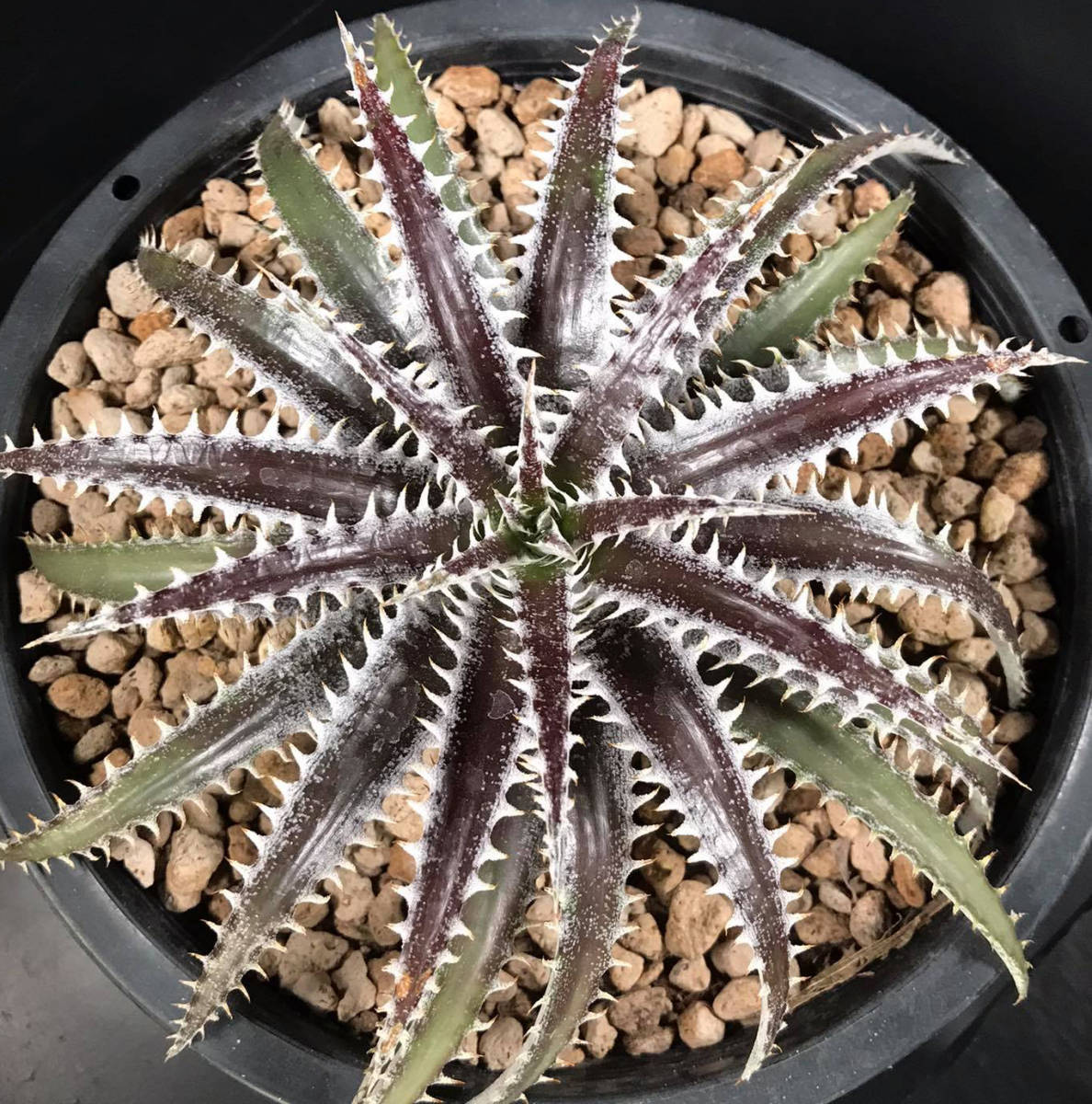 Heaven – Hell & ディッキア - THE Sale! 22. ☆ Dyckia (Warren x