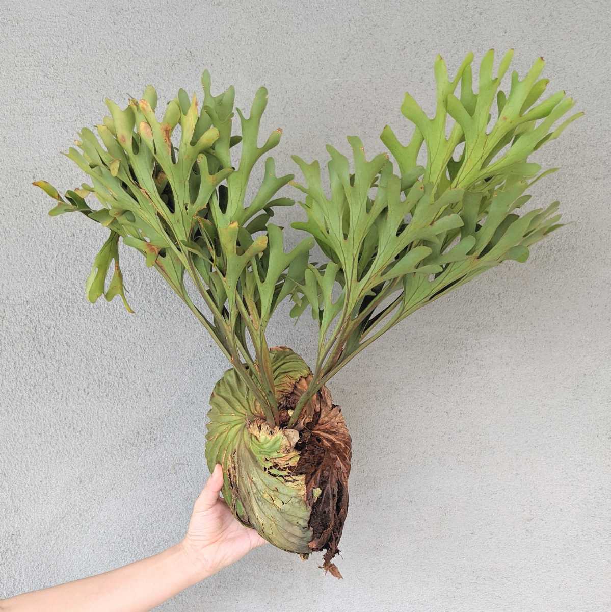 P Ridleyi Wild From Indonesia East Java ビカクシダ Platycerium ビカクシダ コウモリラン 売買されたオークション情報 Yahooの商品情報をアーカイブ公開 オークファン Aucfan Com
