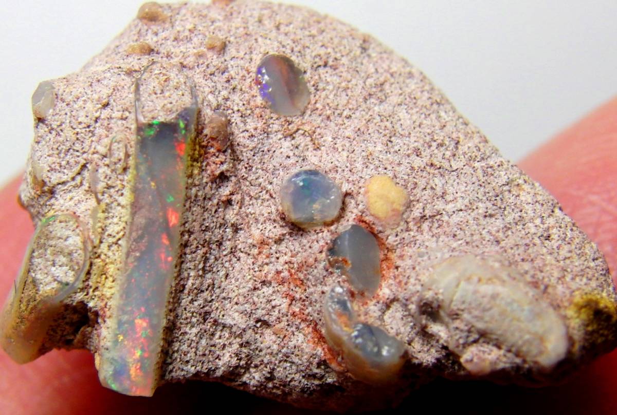 オパール化石 標本 シェルオパール 受け付ける 貝殻 天然石 大粒 レア  