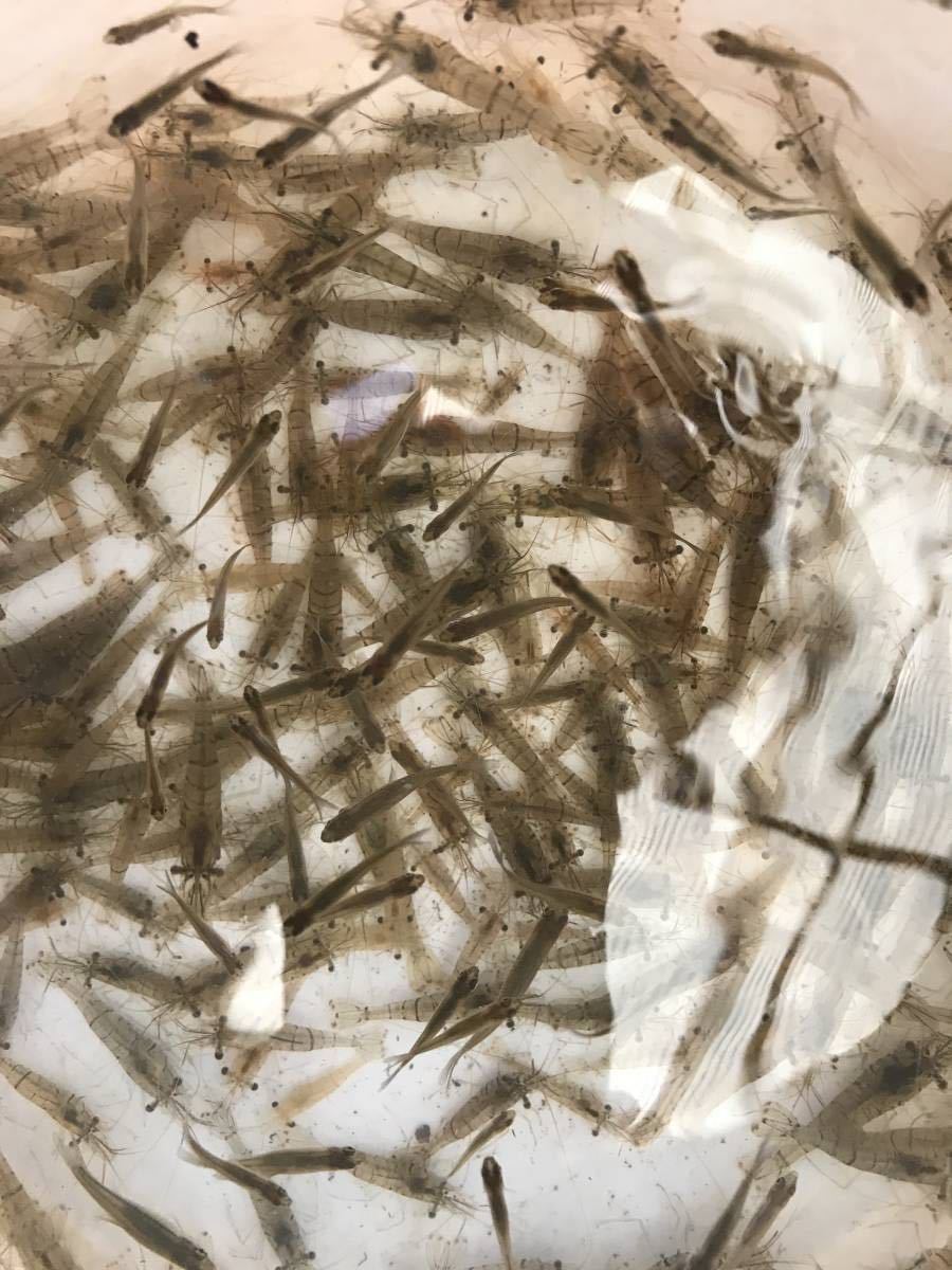 スジエビ 50匹 A 淡水エビ川魚 小魚 餌 サイズいろいろ 飼育用餌用 川エビ 生餌 釣り餌68 その他 売買されたオークション情報 Yahooの商品情報をアーカイブ公開 オークファン Aucfan Com