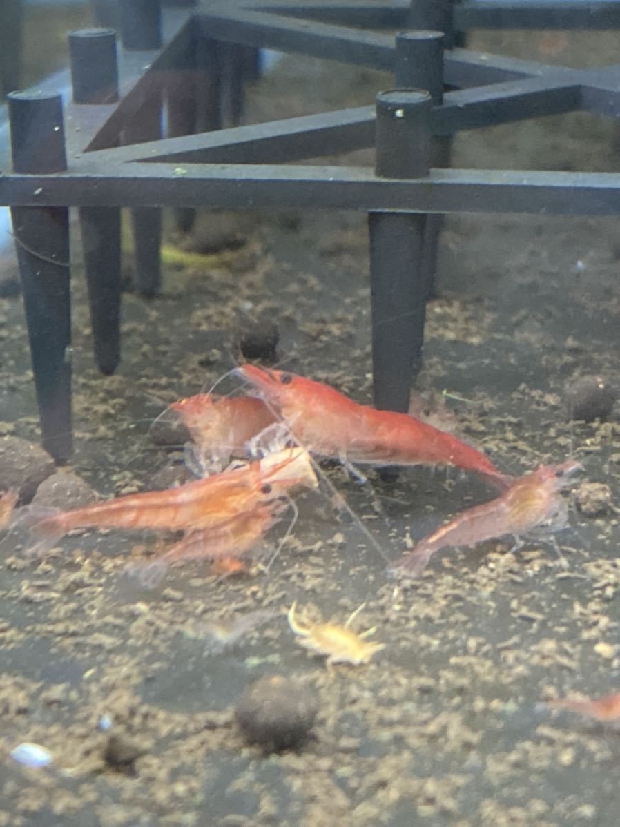 １５匹 赤いミナミヌマエビ 稚エビ メダカ ビオトープ チェリーシュリンプ 熱帯魚 水草 売買されたオークション情報 Yahooの商品情報をアーカイブ公開 オークファン Aucfan Com