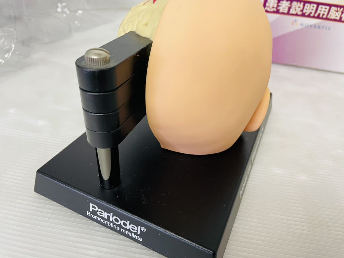 美品・箱あり】患者 説明用 脳模型 人体模型 病院 人間 病気 脳