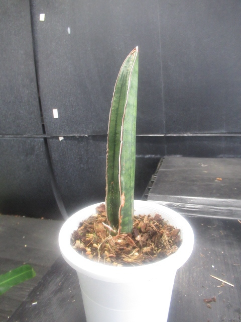 KN サンスベリア 'マラウィバット'（SANSEVIERIA `MALAWI BAT`） 0.8