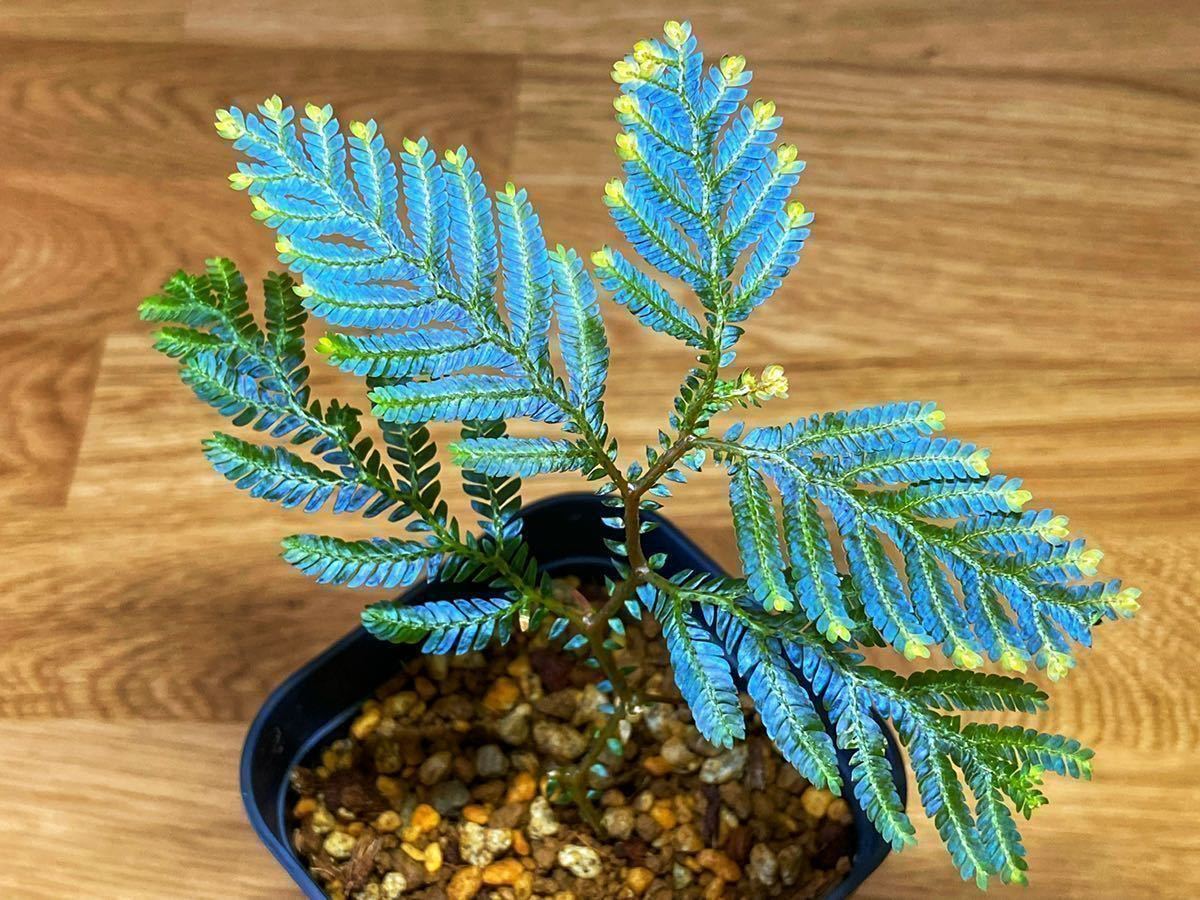  極蒼 Selaginella sp.&ldquo;Temuyuk 01&rdquo; GM2018.1.31 セラギネラ テムユク 大きめ(その他)｜売買されたオークション情報、yahooの商品情報をアーカイブ公開 - オークファン その他