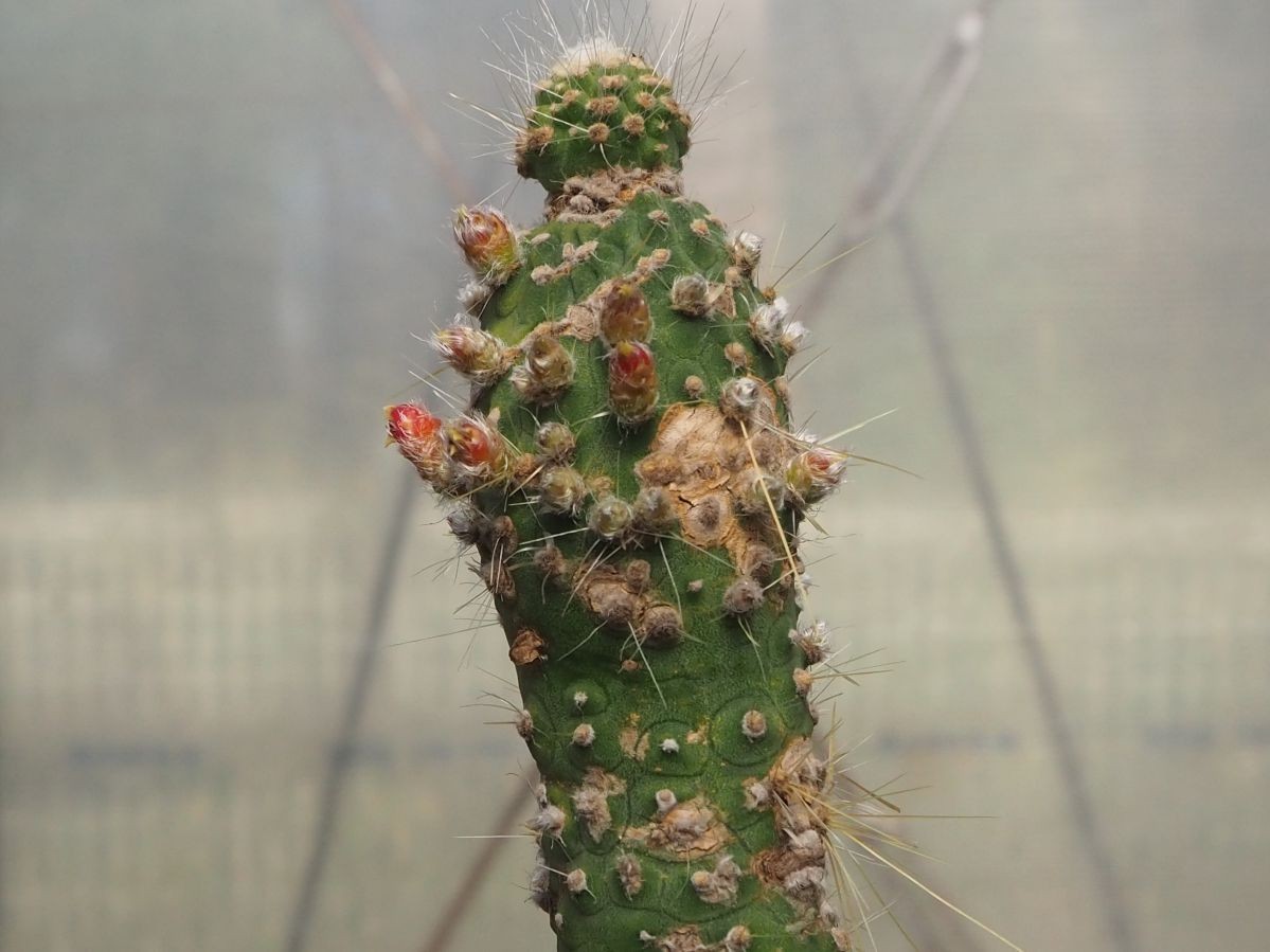 RR_激レア柱サボテン 吹雪柱 モンスト/Cleistocactus straussii 